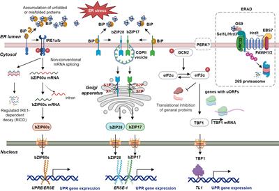 CRISPR-Cas-mediated unfolded protein response control for enhancing plant stress resistance